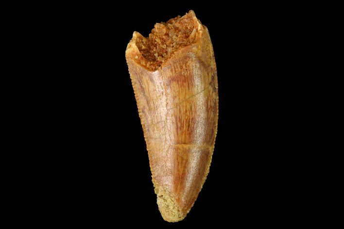 Serrated, Raptor Tooth - Real Dinosaur Tooth #152497